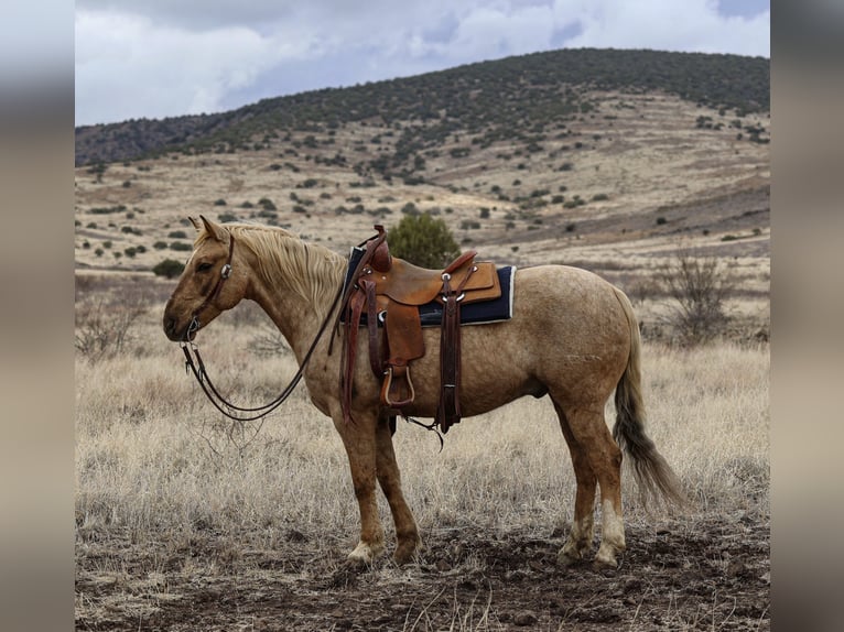 American Quarter Horse Castrone 7 Anni 152 cm Palomino in Camp Verde, AZ