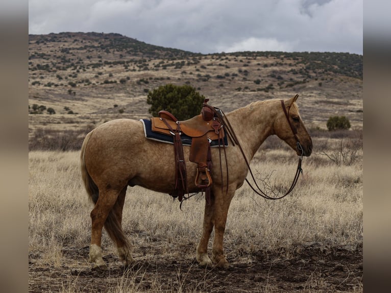 American Quarter Horse Castrone 7 Anni 152 cm Palomino in Camp Verde, AZ