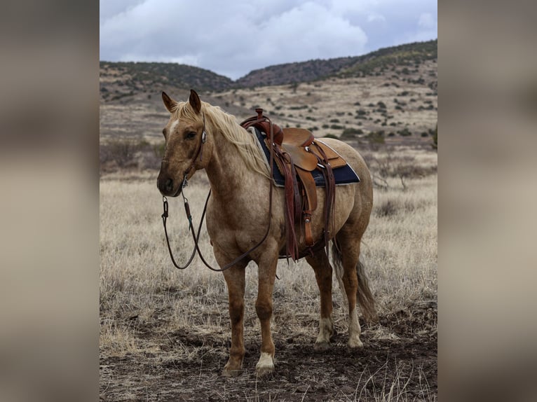 American Quarter Horse Castrone 7 Anni 152 cm Palomino in Camp Verde, AZ