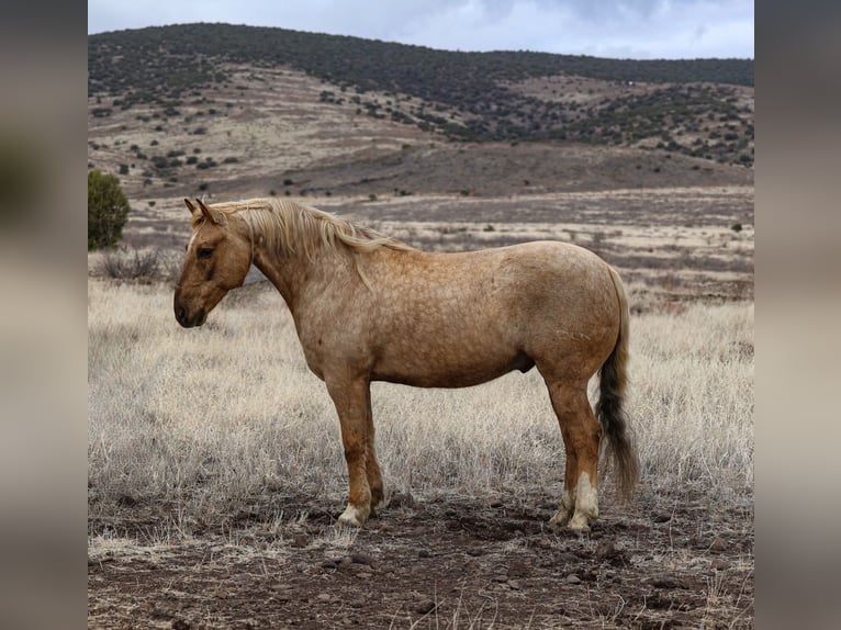 American Quarter Horse Castrone 7 Anni 152 cm Palomino in Camp Verde, AZ