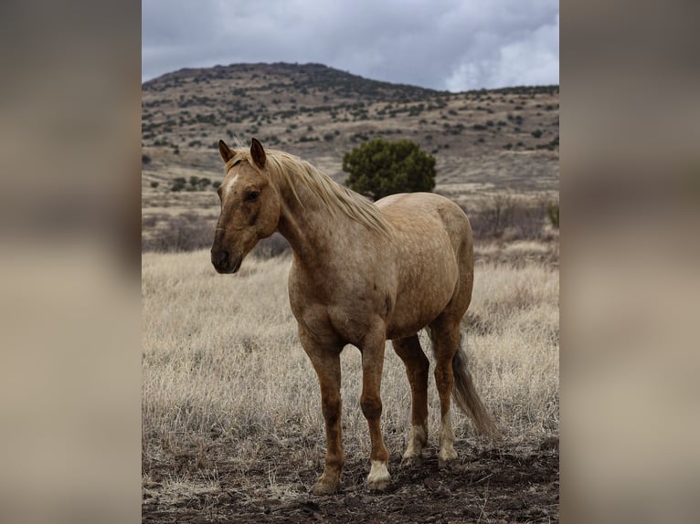 American Quarter Horse Castrone 7 Anni 152 cm Palomino in Camp Verde, AZ