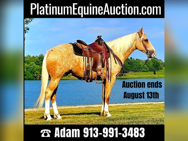 American Quarter Horse Castrone 7 Anni 152 cm Palomino in LaCyngne, KS