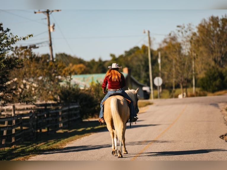 American Quarter Horse Castrone 7 Anni 152 cm Palomino in Mt Hope AL