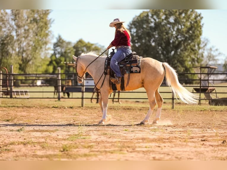 American Quarter Horse Castrone 7 Anni 152 cm Palomino in Mt Hope AL