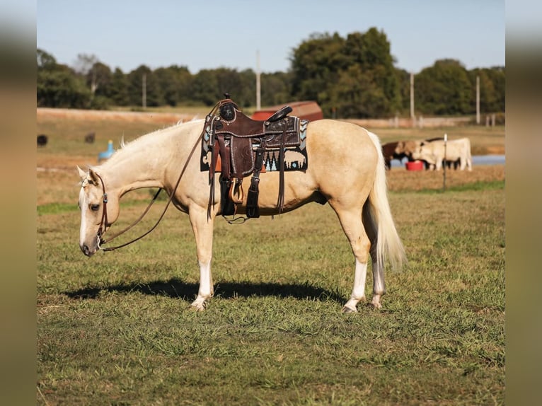 American Quarter Horse Castrone 7 Anni 152 cm Palomino in Mt Hope AL