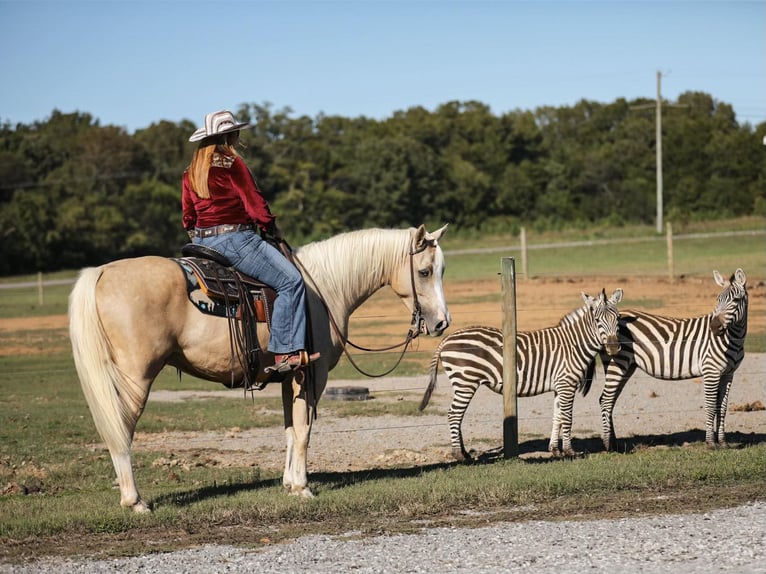 American Quarter Horse Castrone 7 Anni 152 cm Palomino in Mt Hope AL