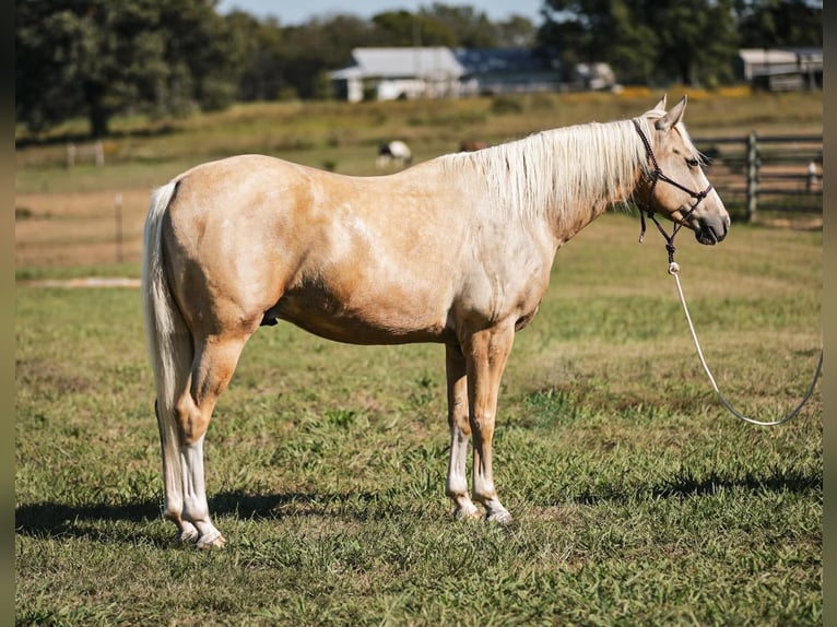 American Quarter Horse Castrone 7 Anni 152 cm Palomino in Mt Hope AL