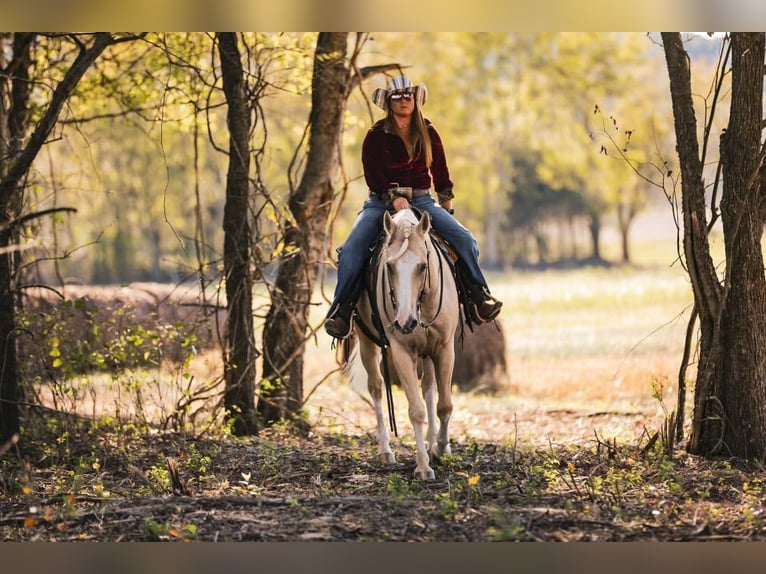 American Quarter Horse Castrone 7 Anni 152 cm Palomino in Mt Hope AL