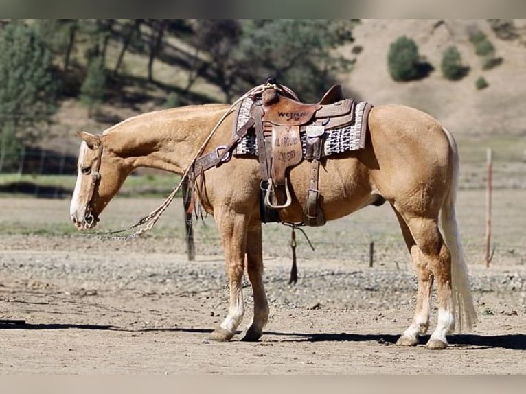 American Quarter Horse Castrone 7 Anni 152 cm Palomino in Paicines, CA