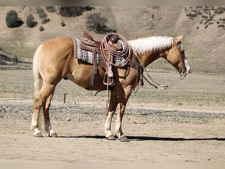 American Quarter Horse Castrone 7 Anni 152 cm Palomino in Paicines, CA