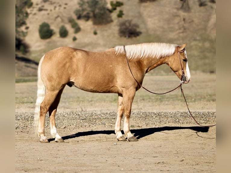 American Quarter Horse Castrone 7 Anni 152 cm Palomino in Paicines, CA