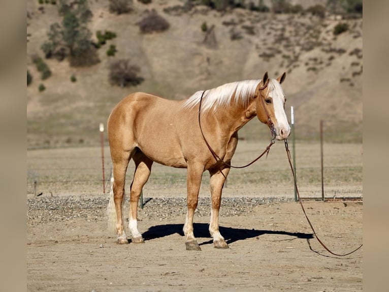 American Quarter Horse Castrone 7 Anni 152 cm Palomino in Paicines, CA