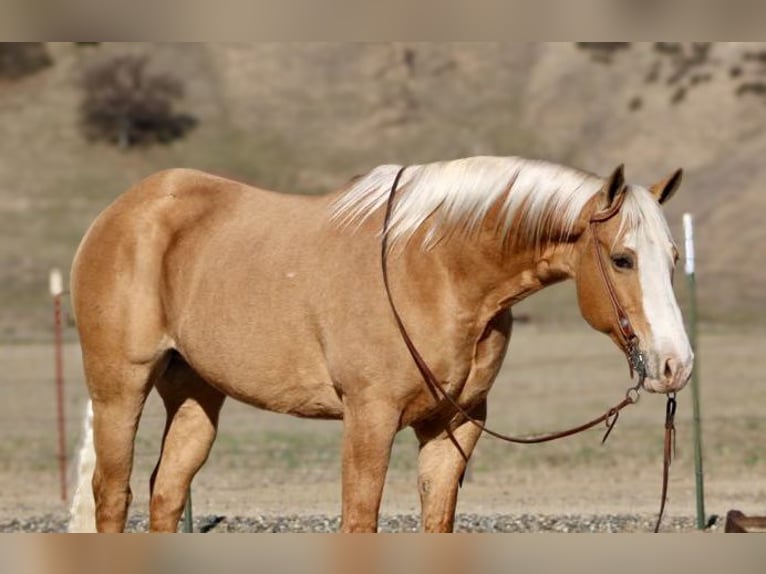 American Quarter Horse Castrone 7 Anni 152 cm Palomino in Paicines, CA