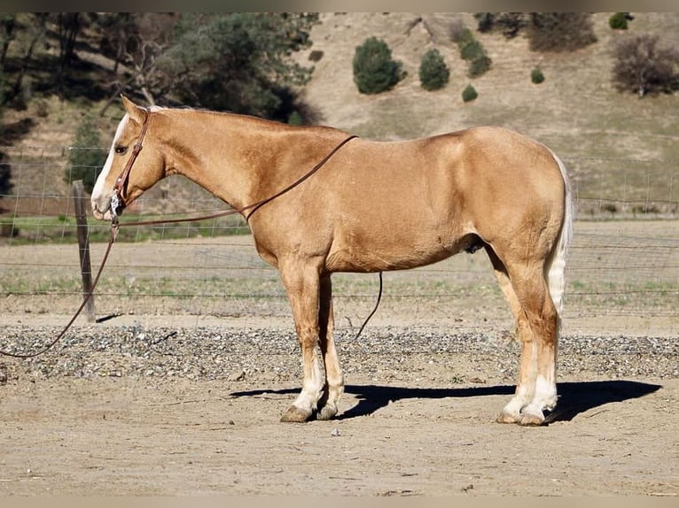 American Quarter Horse Castrone 7 Anni 152 cm Palomino in Paicines, CA