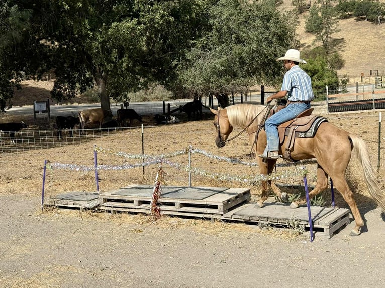 American Quarter Horse Castrone 7 Anni 152 cm Palomino in Paicines CA