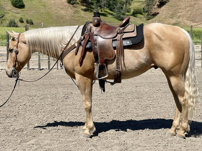 American Quarter Horse Castrone 7 Anni 152 cm Palomino in Paicines CA