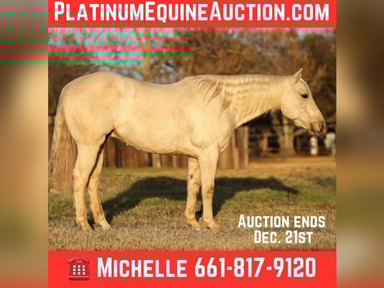 American Quarter Horse Castrone 7 Anni 152 cm Palomino in Stephenville TX