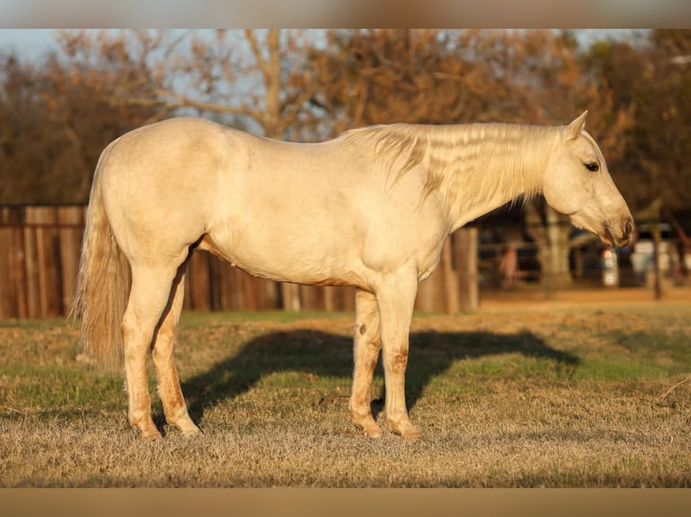 American Quarter Horse Castrone 7 Anni 152 cm Palomino in Stephenville TX