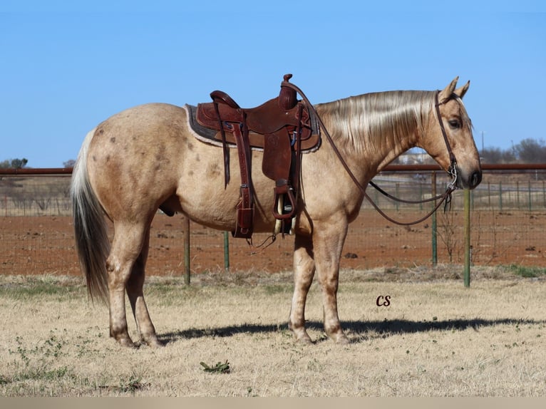 American Quarter Horse Castrone 7 Anni 152 cm Palomino in Wellsville, UT