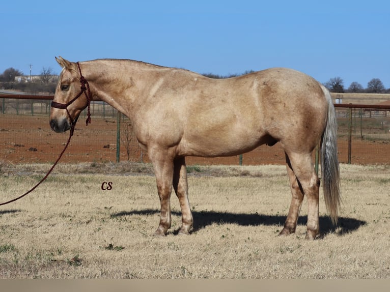 American Quarter Horse Castrone 7 Anni 152 cm Palomino in Wellsville, UT