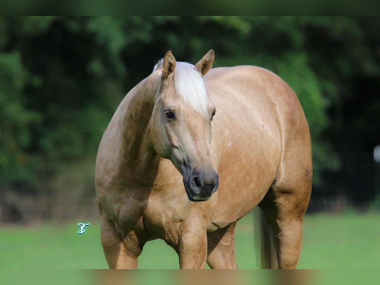 American Quarter Horse Castrone 7 Anni 152 cm Palomino in Bloomburg, TX