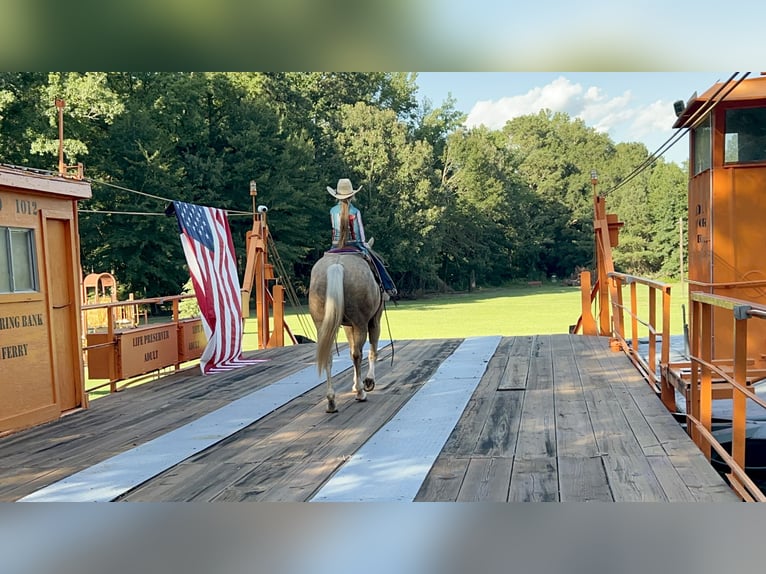 American Quarter Horse Castrone 7 Anni 152 cm Palomino in Bloomburg, TX