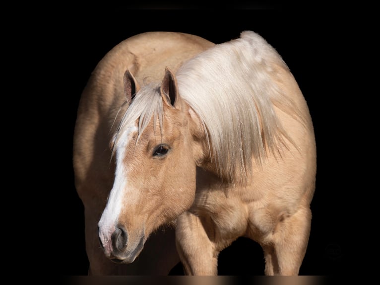 American Quarter Horse Castrone 7 Anni 152 cm Palomino in Canyon, TX