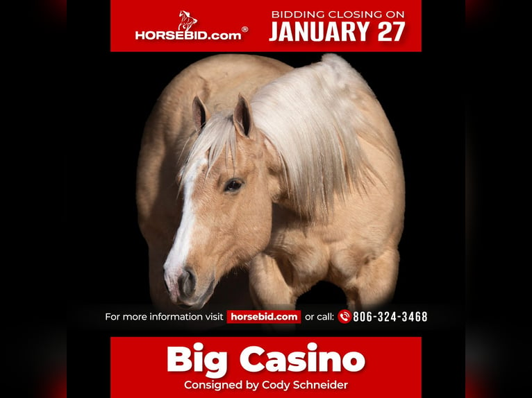 American Quarter Horse Castrone 7 Anni 152 cm Palomino in Canyon, TX