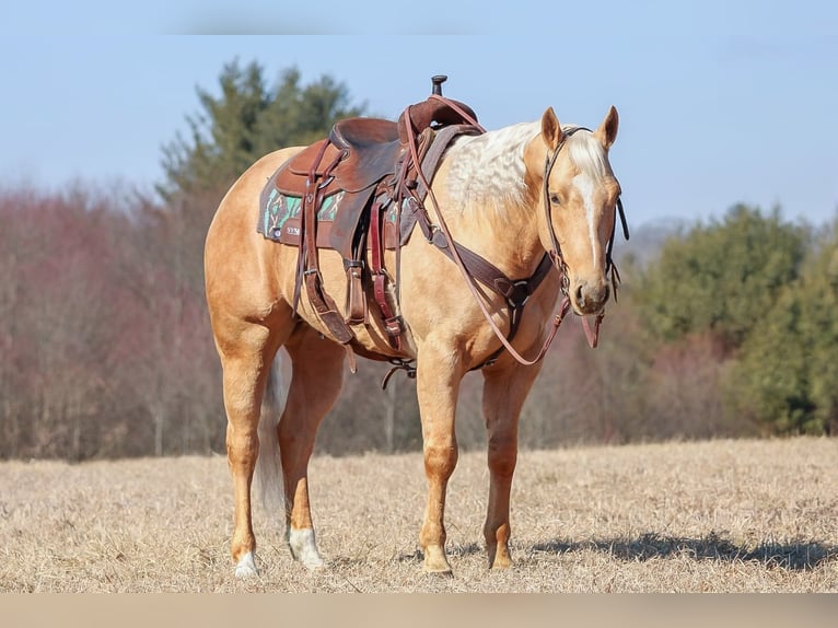 American Quarter Horse Castrone 7 Anni 152 cm Palomino in Clarion, PA