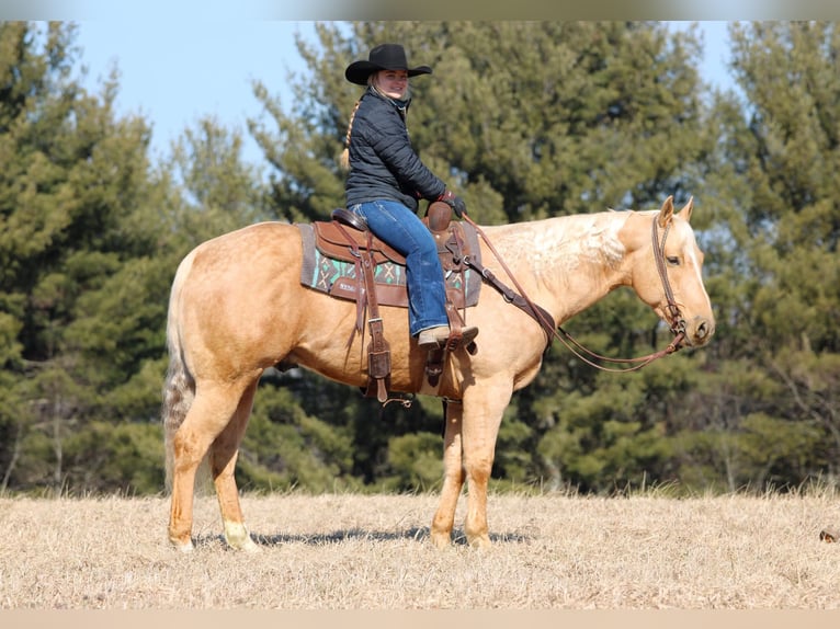 American Quarter Horse Castrone 7 Anni 152 cm Palomino in Clarion, PA