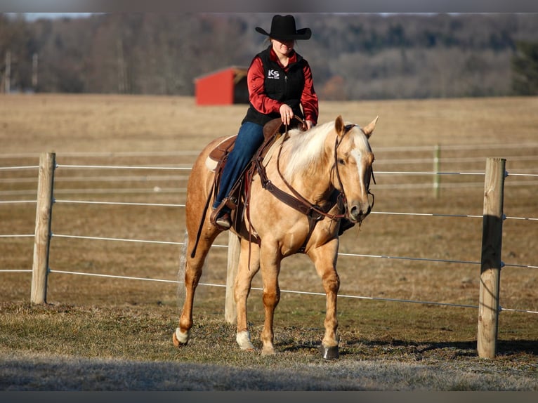 American Quarter Horse Castrone 7 Anni 152 cm Palomino in Clarion, PA