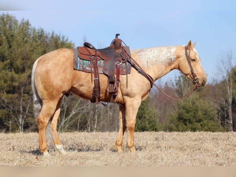 American Quarter Horse Castrone 7 Anni 152 cm Palomino in Clarion, PA