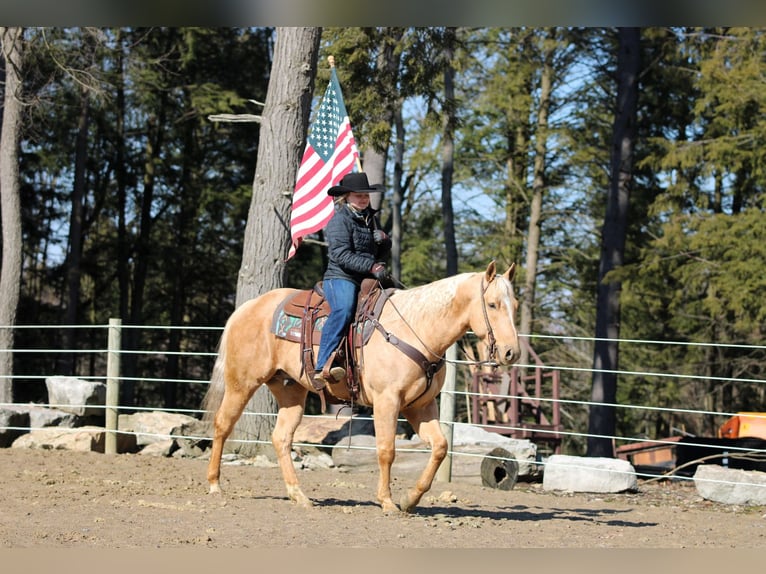 American Quarter Horse Castrone 7 Anni 152 cm Palomino in Clarion, PA