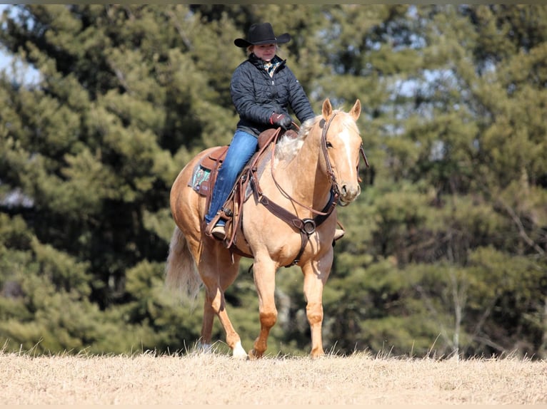 American Quarter Horse Castrone 7 Anni 152 cm Palomino in Clarion, PA