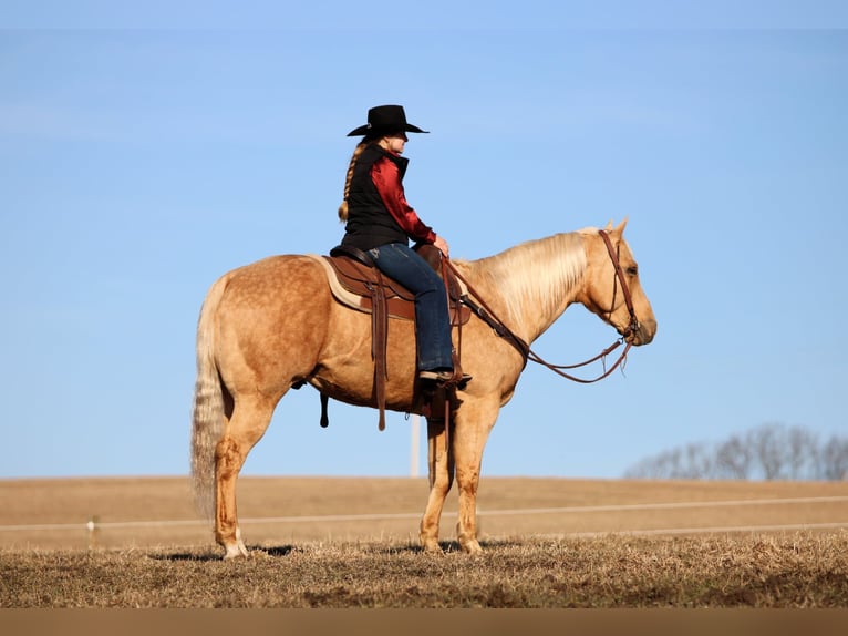 American Quarter Horse Castrone 7 Anni 152 cm Palomino in Clarion, PA