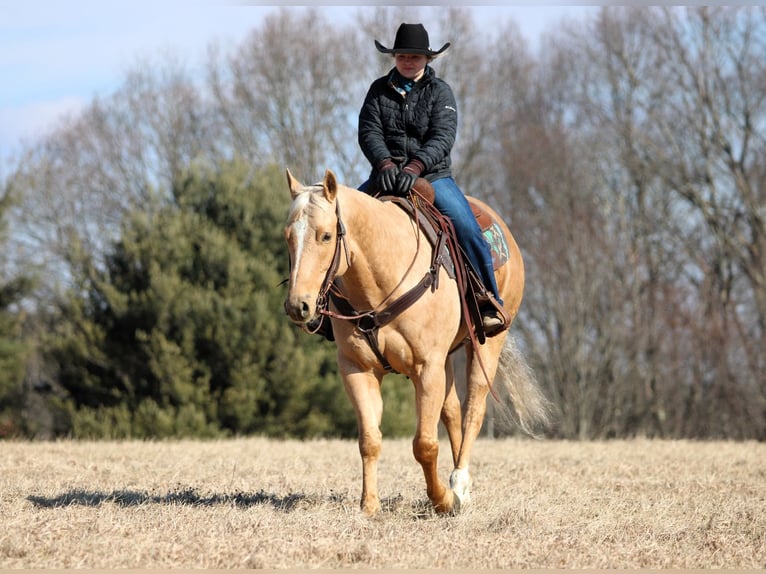 American Quarter Horse Castrone 7 Anni 152 cm Palomino in Clarion, PA