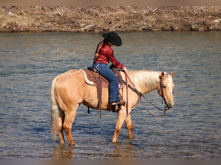 American Quarter Horse Castrone 7 Anni 152 cm Palomino in Clarion, PA