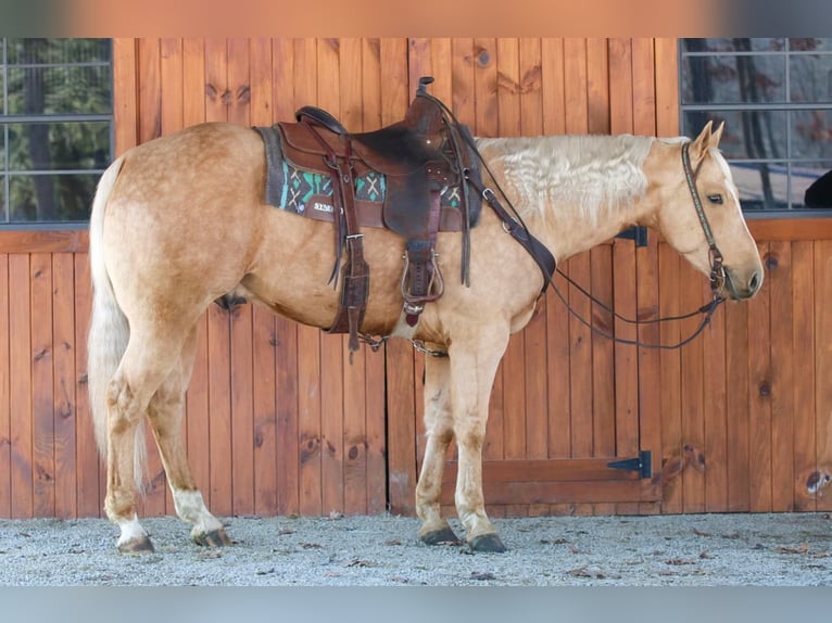 American Quarter Horse Castrone 7 Anni 152 cm Palomino in Clarion, PA