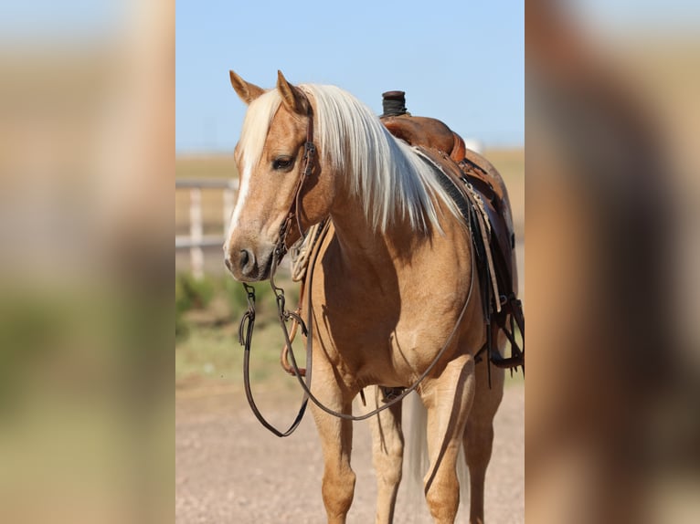 American Quarter Horse Castrone 7 Anni 152 cm Palomino in Dalhart
