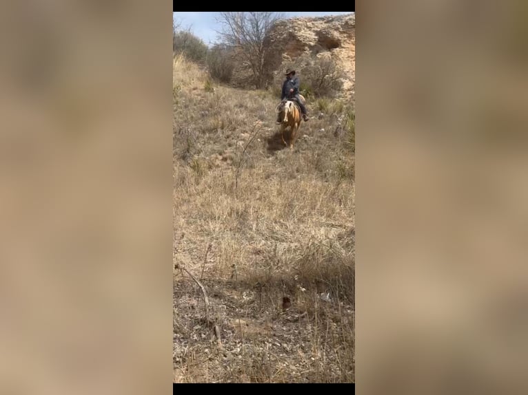 American Quarter Horse Castrone 7 Anni 152 cm Palomino in Dalhart