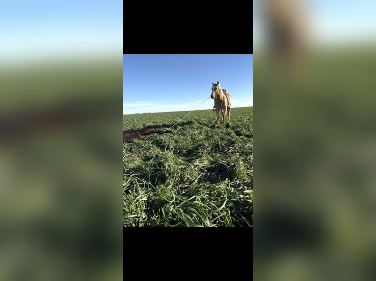 American Quarter Horse Castrone 7 Anni 152 cm Palomino in Dalhart