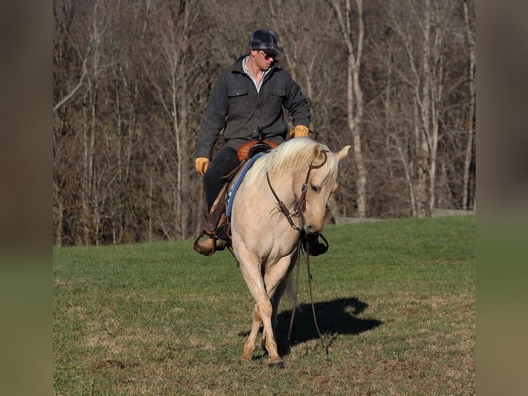 American Quarter Horse Castrone 7 Anni 152 cm Palomino in Mount Vernon