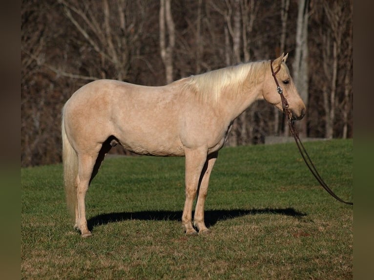 American Quarter Horse Castrone 7 Anni 152 cm Palomino in Mount Vernon