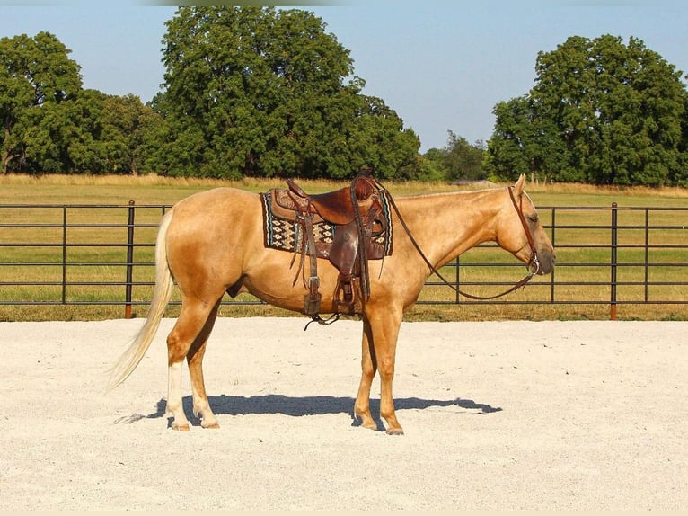 American Quarter Horse Castrone 7 Anni 152 cm Palomino in Buffalo, MO