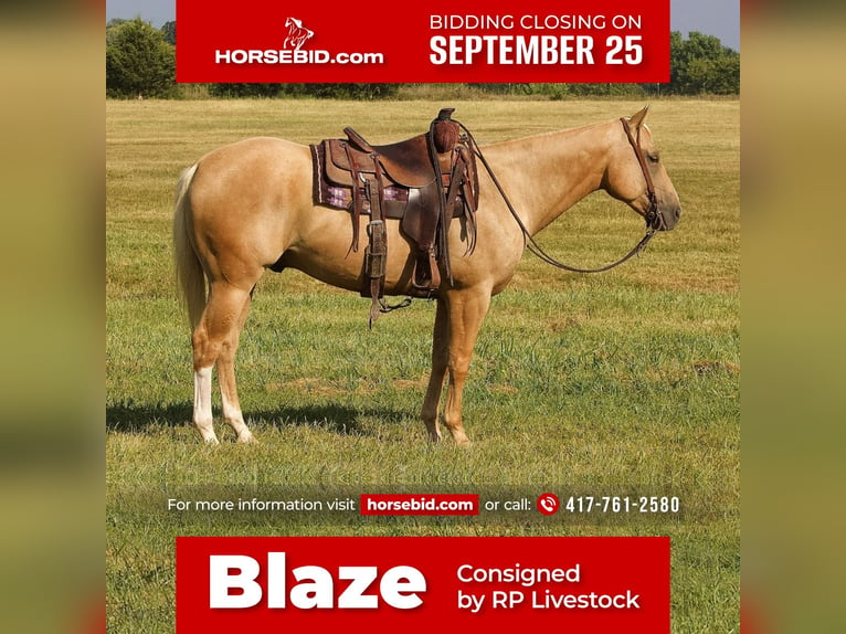 American Quarter Horse Castrone 7 Anni 152 cm Palomino in Buffalo, MO