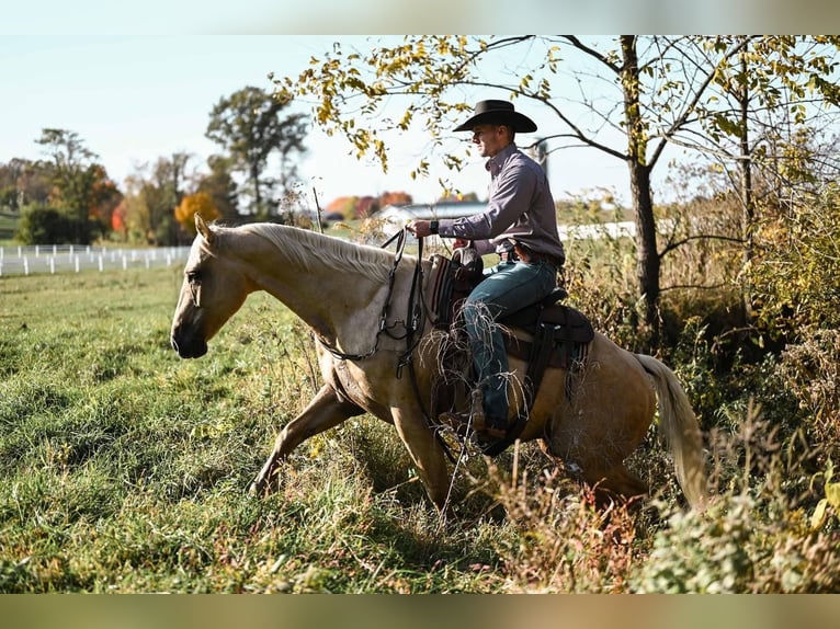 American Quarter Horse Mix Castrone 7 Anni 152 cm Palomino in Dalton, OH