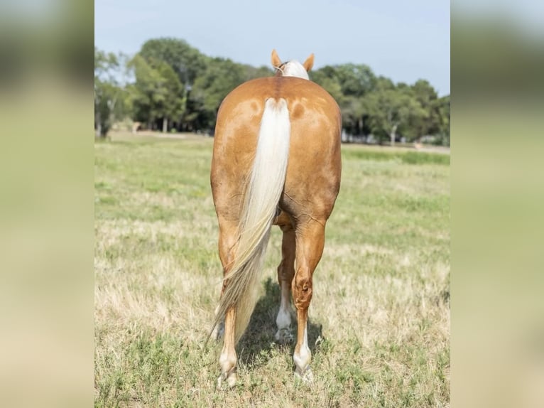 American Quarter Horse Castrone 7 Anni 152 cm Palomino in Joy, IL