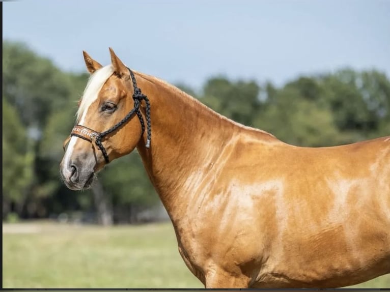 American Quarter Horse Castrone 7 Anni 152 cm Palomino in Joy, IL