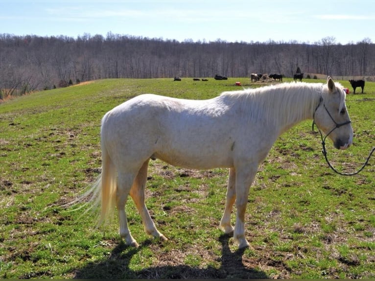 American Quarter Horse Castrone 7 Anni 152 cm Palomino in FORDSVILLE, KY