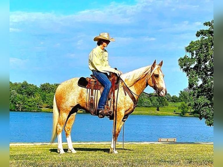 American Quarter Horse Castrone 7 Anni 152 cm Palomino in FORDSVILLE, KY